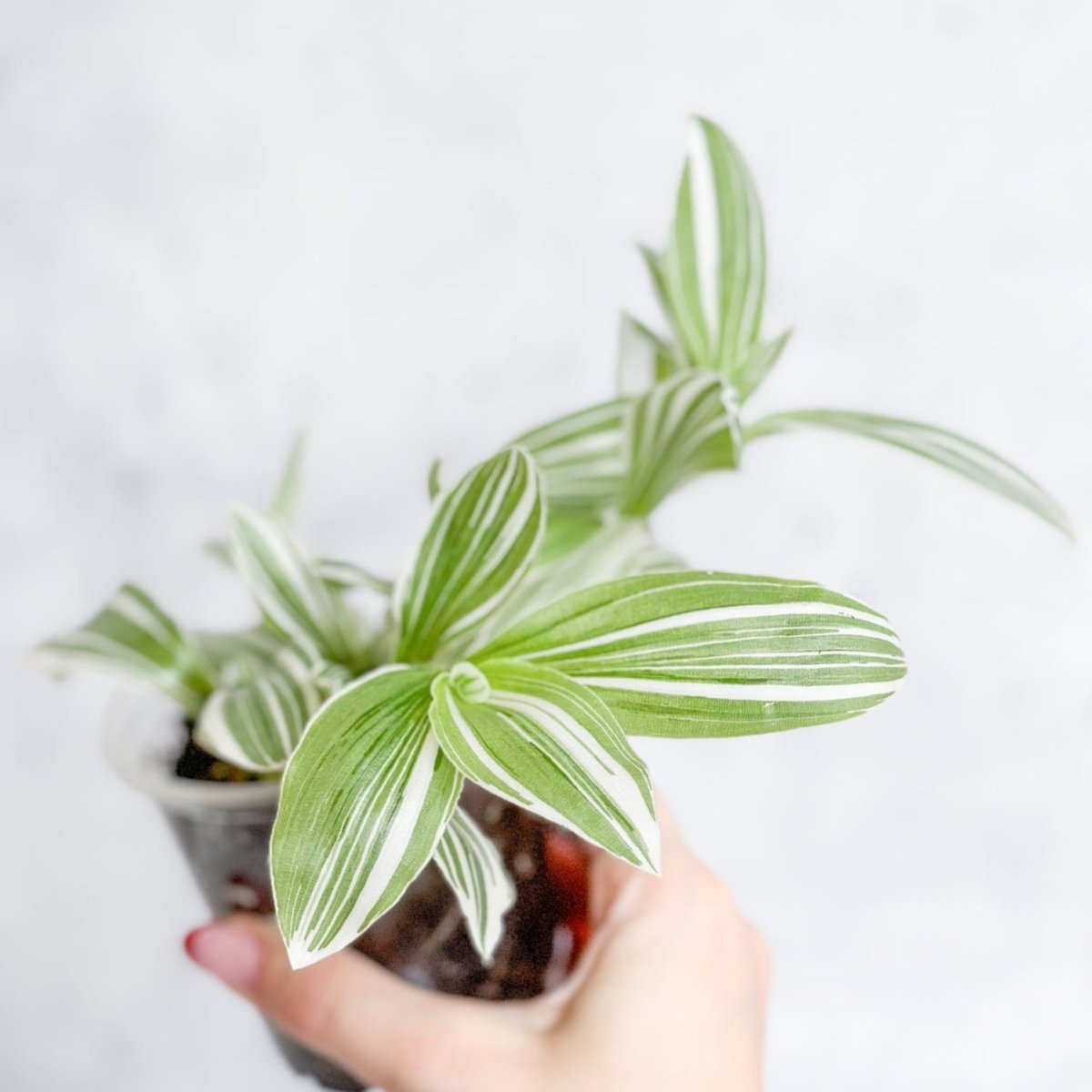  Tradescantia Blossfeldiana - Pistachio White