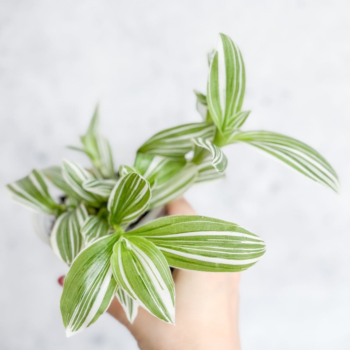  Tradescantia Blossfeldiana - Pistachio White
