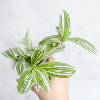  Tradescantia Blossfeldiana - Pistachio White