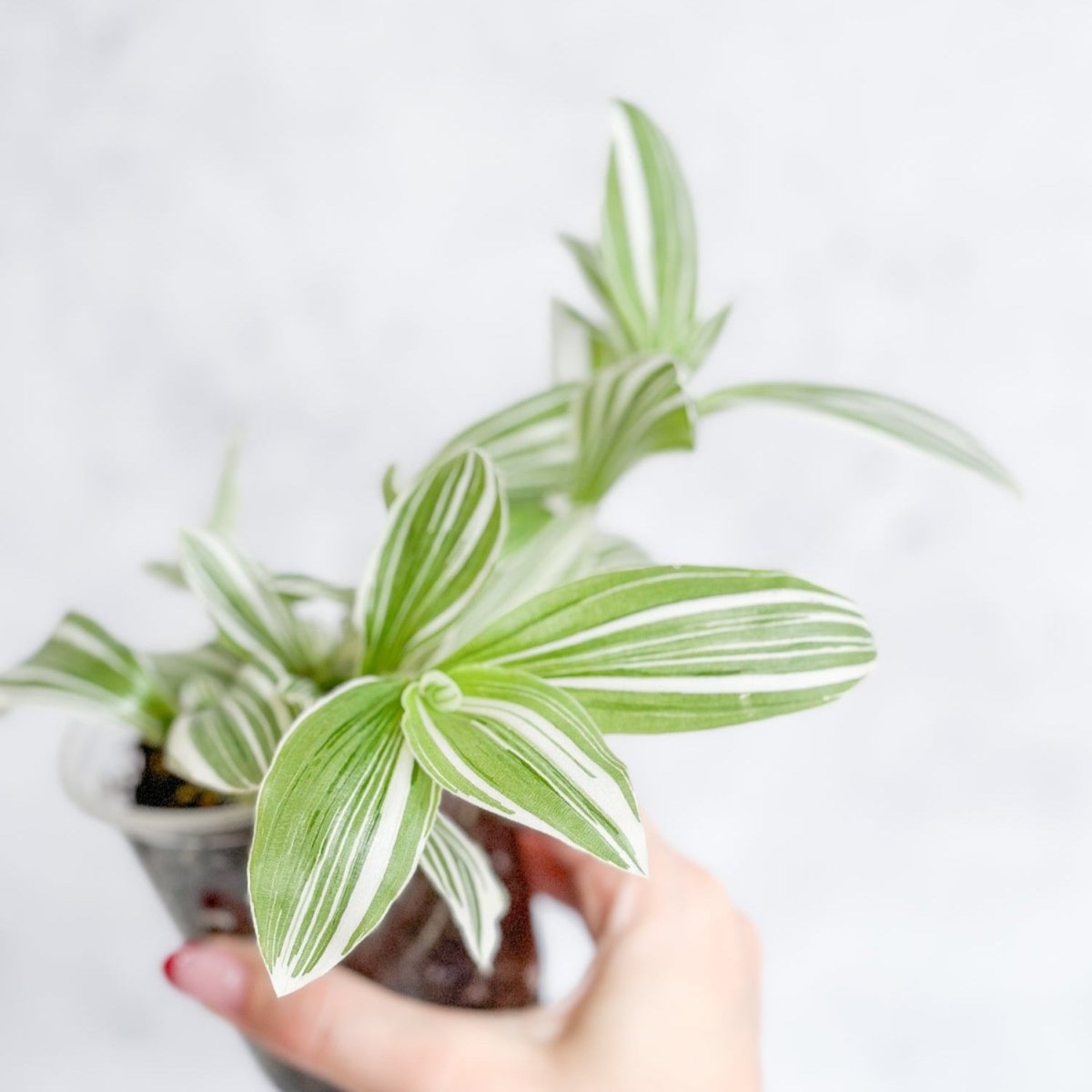  Tradescantia Blossfeldiana - Pistachio White