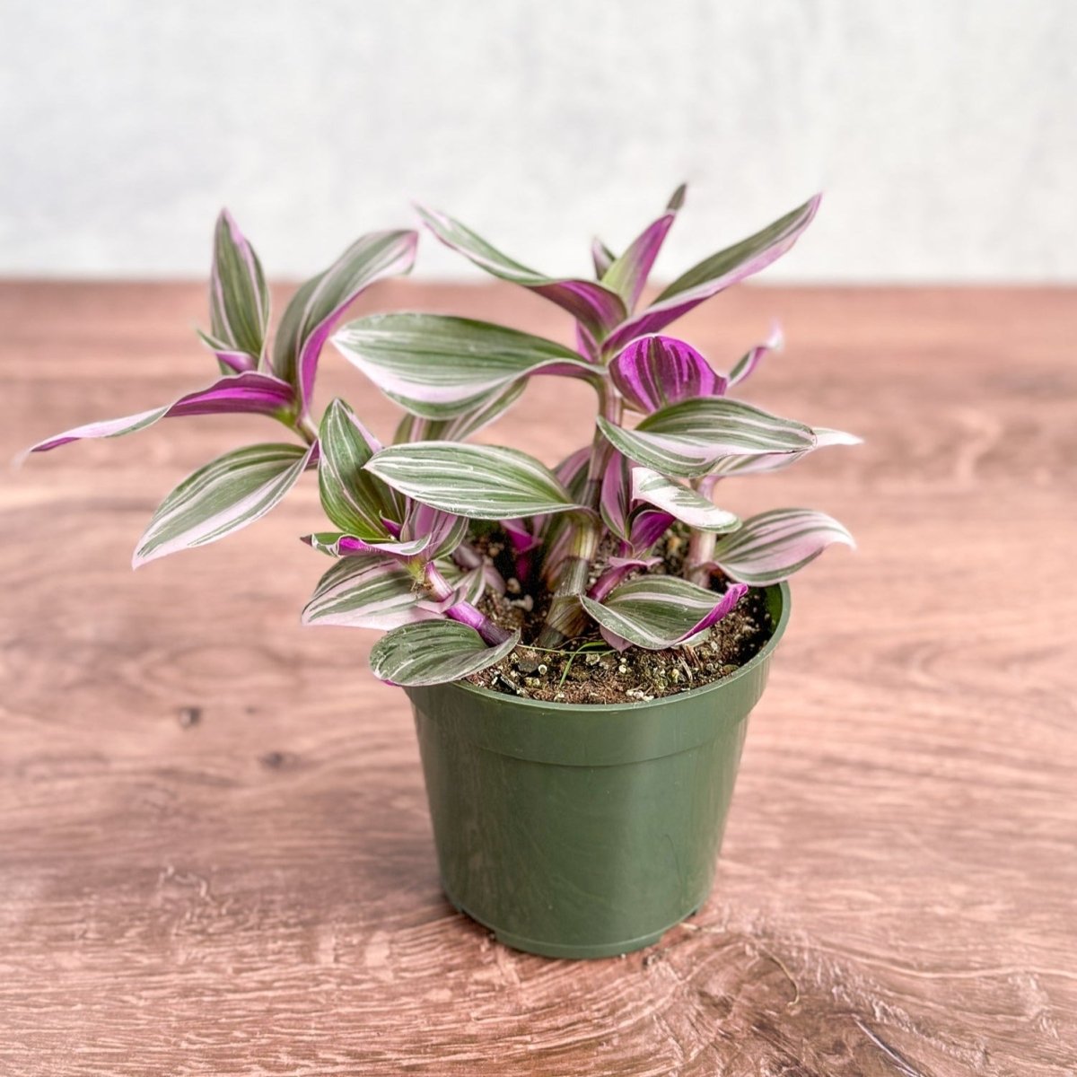  Tradescantia Bubblegum / Lilac 'Nanouk'