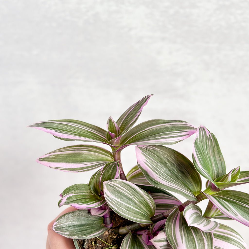  Tradescantia Bubblegum / Lilac 'Nanouk'