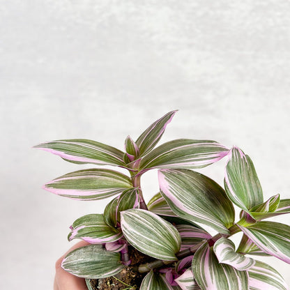  Tradescantia Bubblegum / Lilac 'Nanouk'