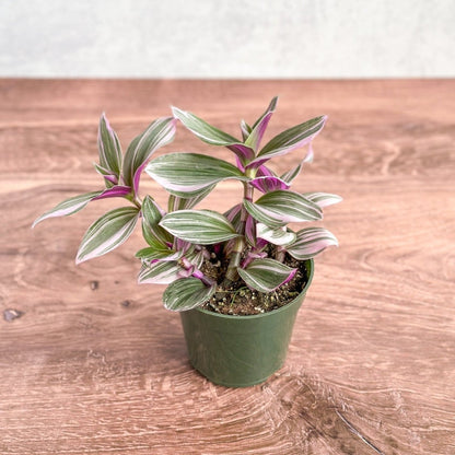  Tradescantia Bubblegum / Lilac 'Nanouk'