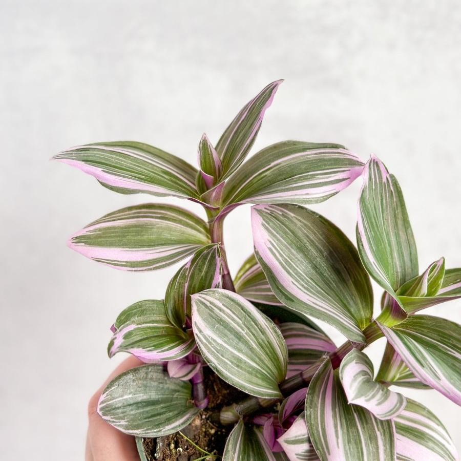  Tradescantia Bubblegum / Lilac 'Nanouk'