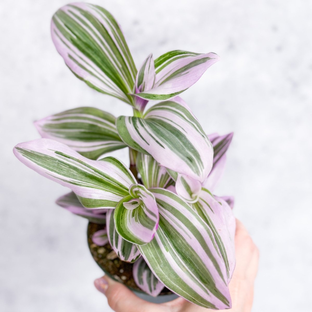  Tradescantia 'Nanouk' Bubblegum/Lilac - Hanging Basket