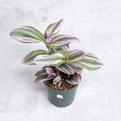  Tradescantia 'Nanouk' Bubblegum/Lilac - Hanging Basket