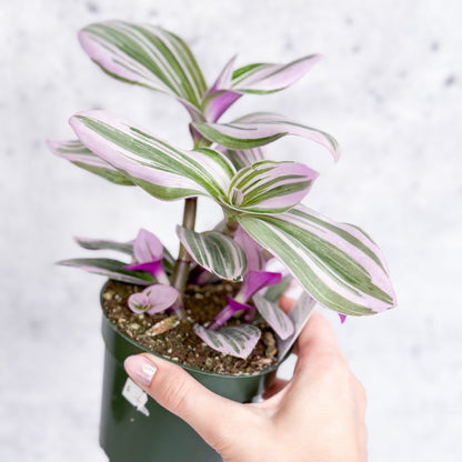  Tradescantia 'Nanouk' Bubblegum/Lilac - Hanging Basket