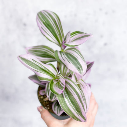  Tradescantia 'Nanouk' Bubblegum/Lilac - Hanging Basket