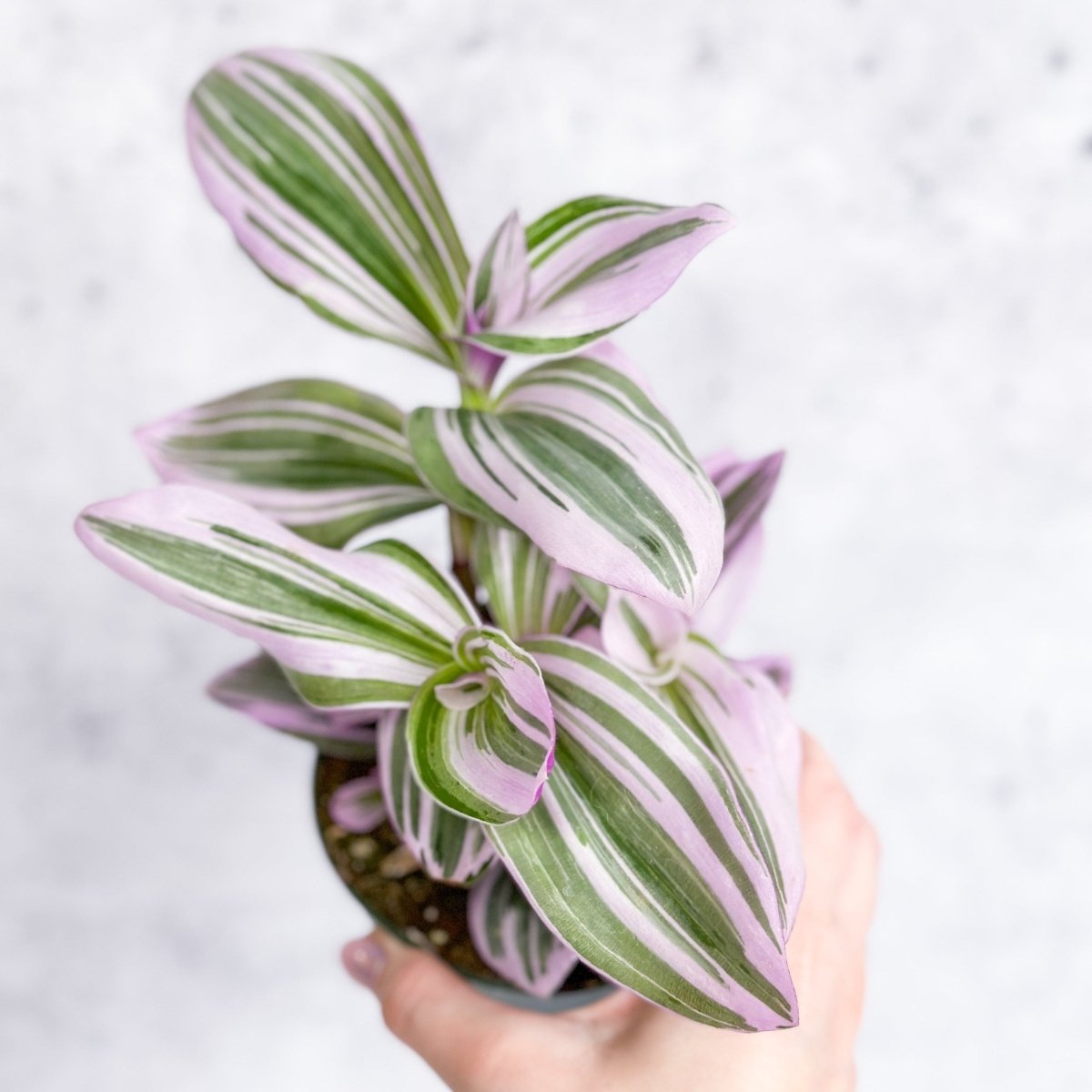  Tradescantia 'Nanouk' Bubblegum/Lilac - Hanging Basket