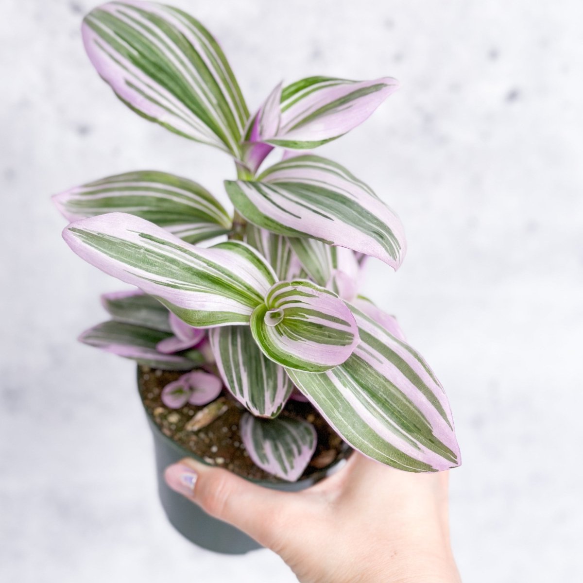  Tradescantia Bubblegum / Lilac 'Nanouk'