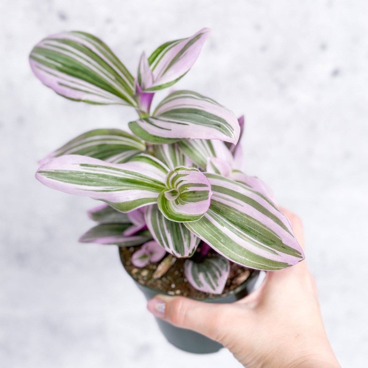  Tradescantia Bubblegum / Lilac 'Nanouk'