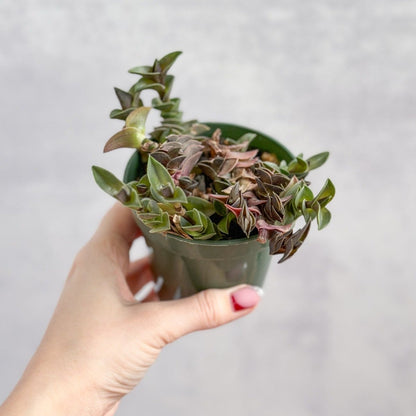  Tradescantia Navicularis - Chain Plant - 2.5 Inch