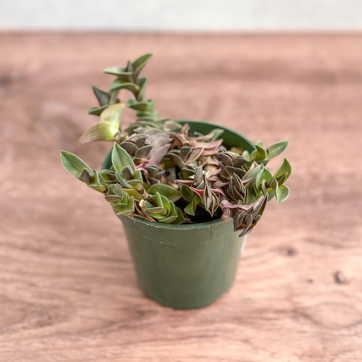  Tradescantia Navicularis - Chain Plant - 2.5 Inch