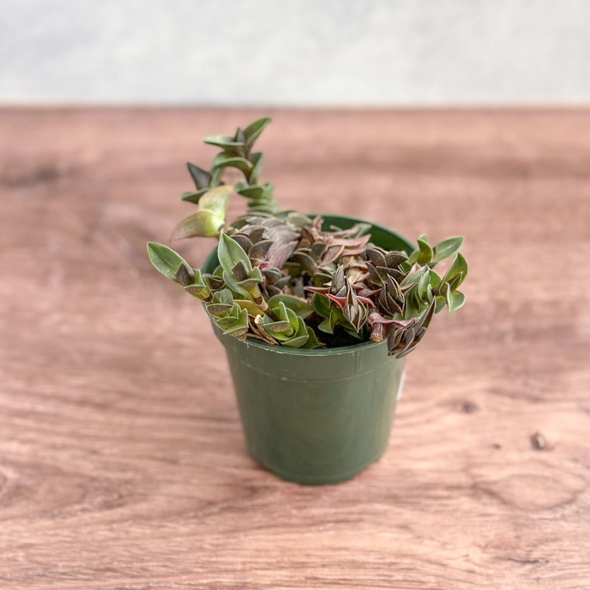  Tradescantia Navicularis - Chain Plant - 2.5 Inch