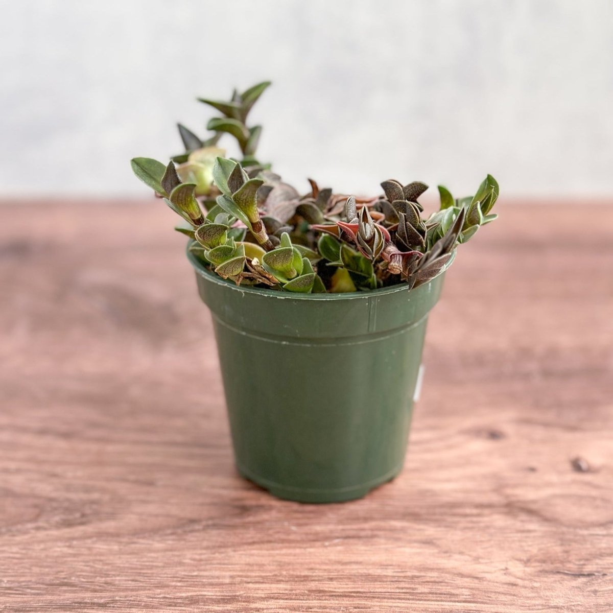  Tradescantia Navicularis - Chain Plant - 2.5 Inch