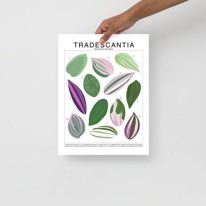  Tradescantia Species ID Chart - Botanical Houseplant Art Print