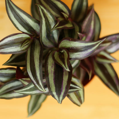  Tradescantia Zebrina 'Wandering Dude'