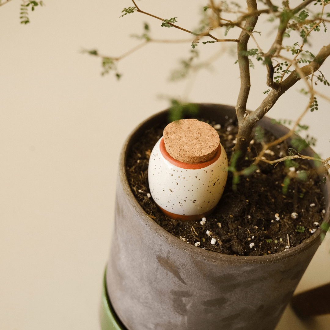  Trio Mini Ollas - The Iconics | Self-Watering Terracotta Plant Irrigators