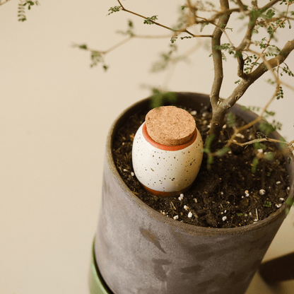  Trio Mini Ollas - The Iconics | Self-Watering Terracotta Plant Irrigators