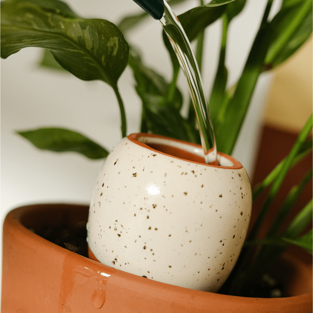  Trio Mini Ollas - The Iconics | Self-Watering Terracotta Plant Irrigators