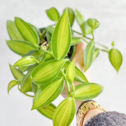  Vanilla Planifolia Varigated - Variegated Vanilla