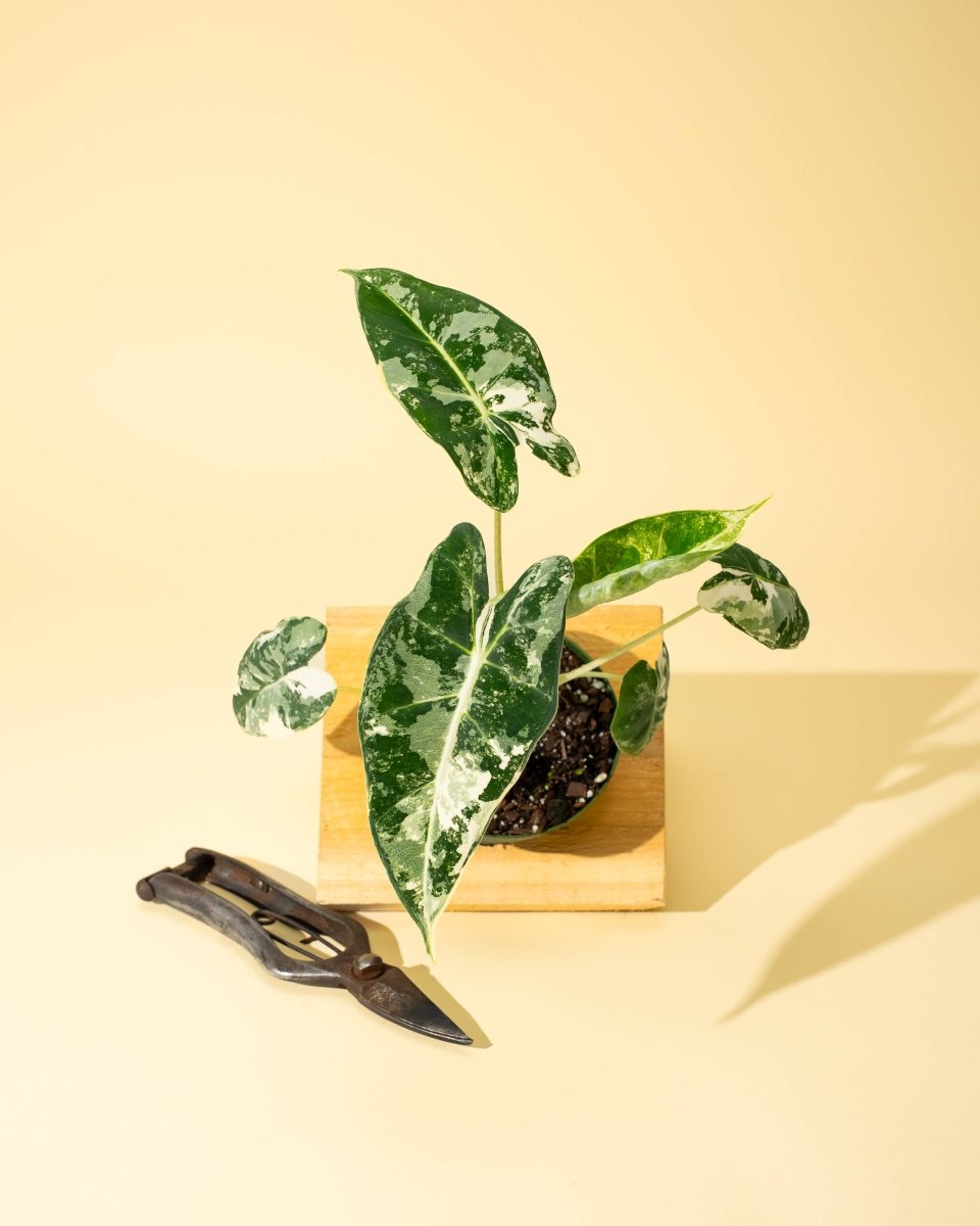  Variegated Alocasia 'Frydek' – Rare Velvet Foliage Houseplant