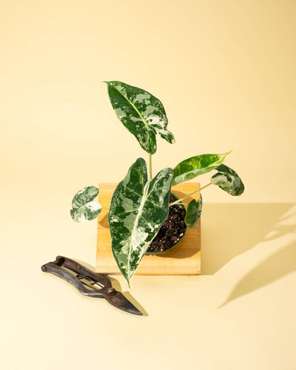  Variegated Alocasia 'Frydek' – Rare Velvet Foliage Houseplant
