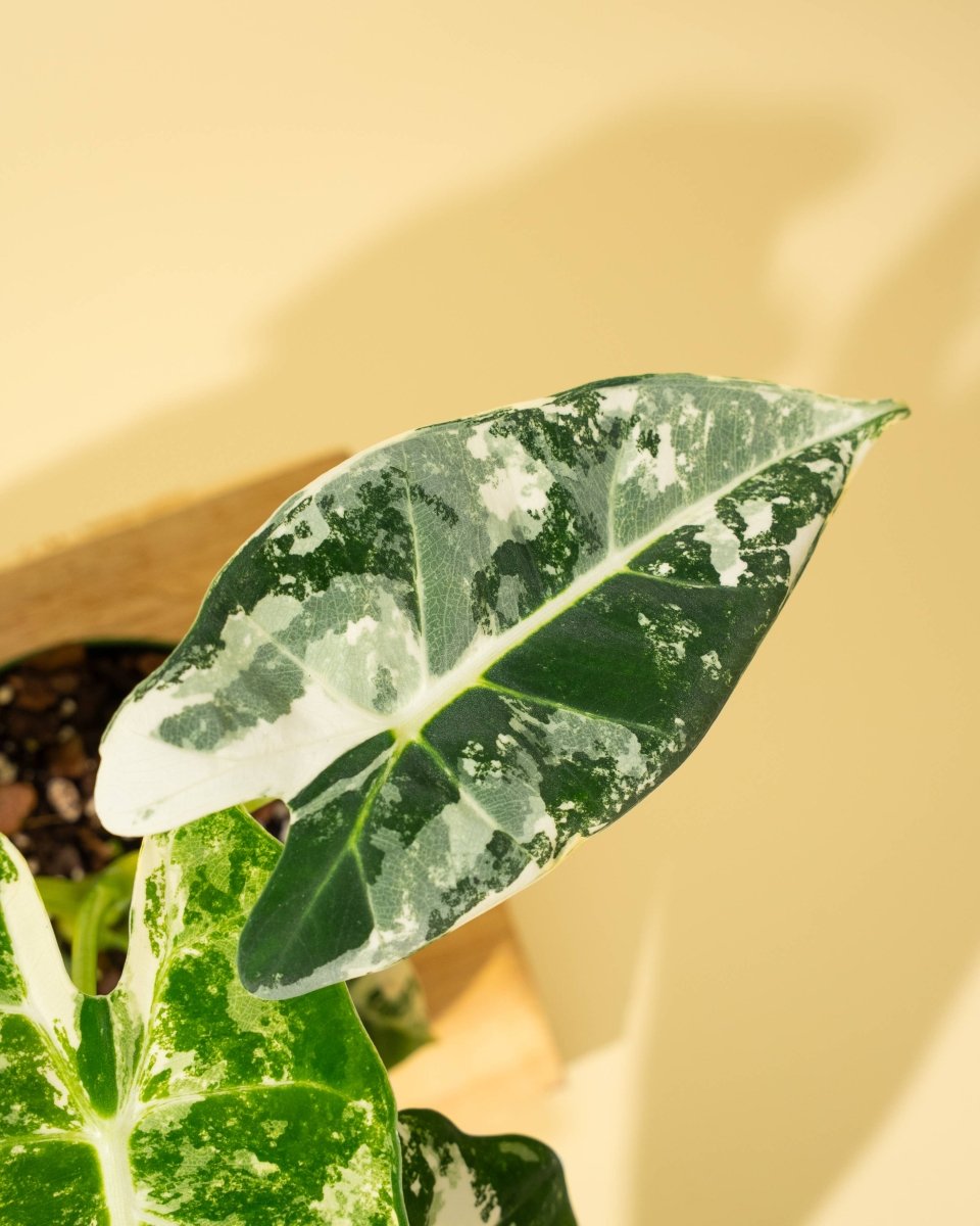 Variegated Alocasia 'Frydek' – Rare Velvet Foliage Houseplant