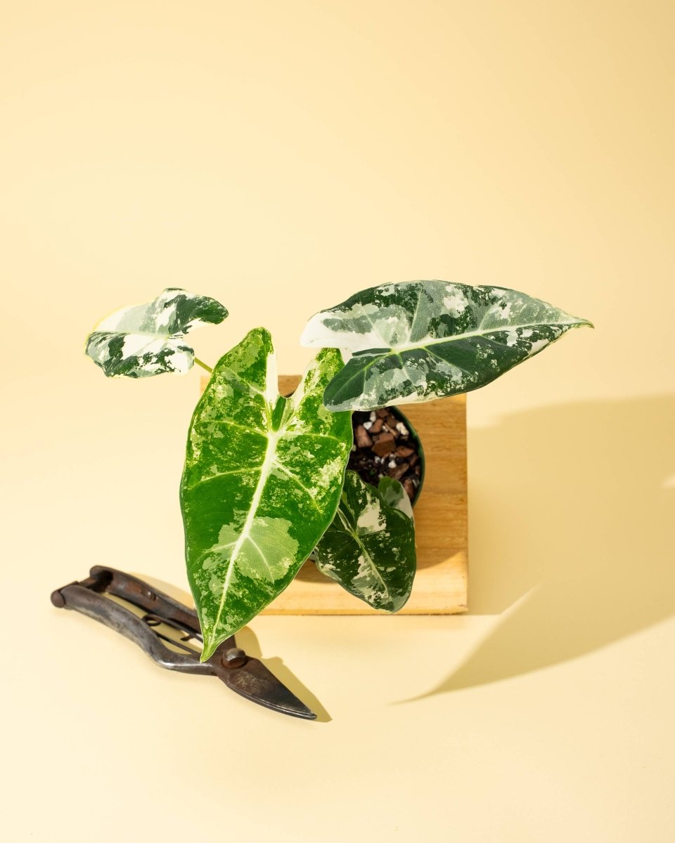  Variegated Alocasia 'Frydek' – Rare Velvet Foliage Houseplant