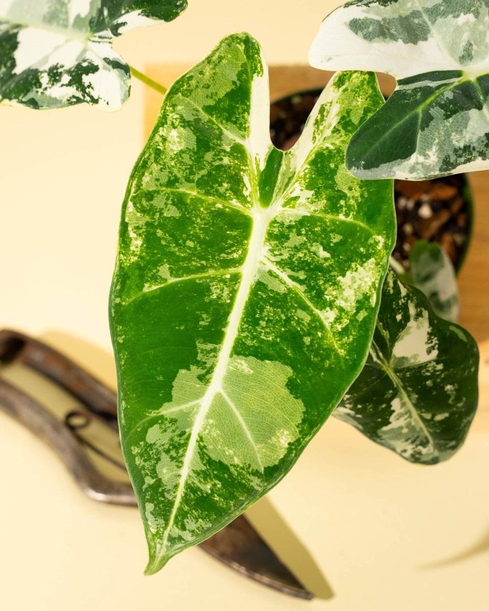  Variegated Alocasia 'Frydek' – Rare Velvet Foliage Houseplant