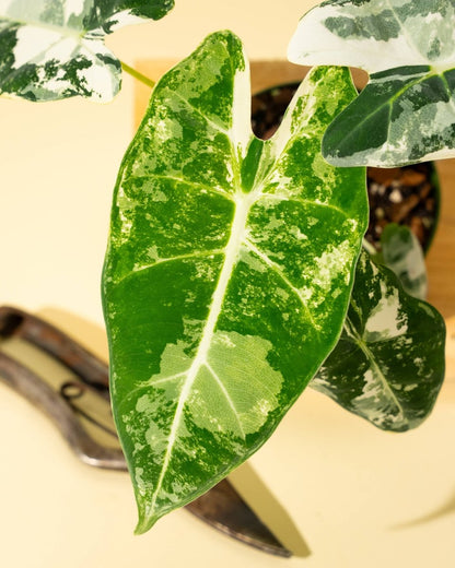  Variegated Alocasia 'Frydek' – Rare Velvet Foliage Houseplant
