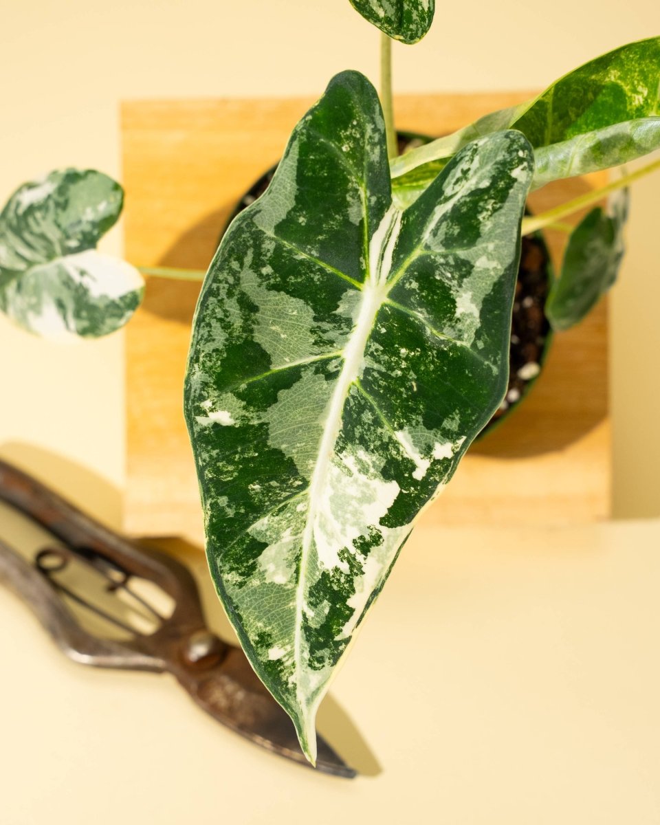  Variegated Alocasia 'Frydek' – Rare Velvet Foliage Houseplant