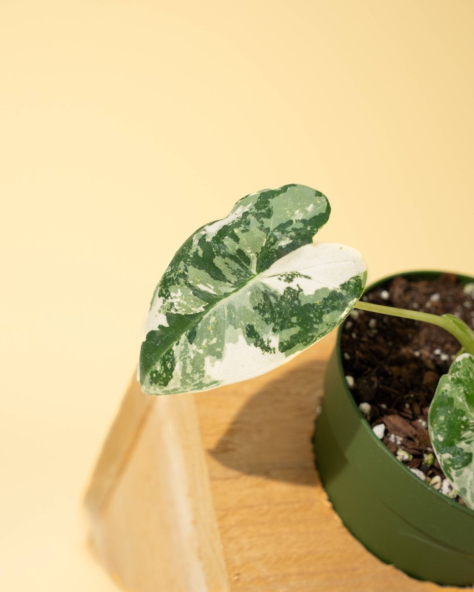  Variegated Alocasia 'Frydek' – Rare Velvet Foliage Houseplant