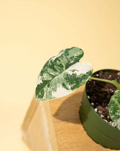  Variegated Alocasia 'Frydek' – Rare Velvet Foliage Houseplant