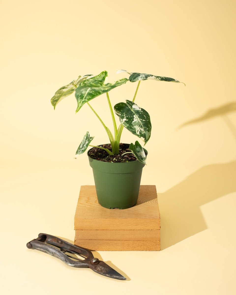  Variegated Alocasia 'Frydek' – Rare Velvet Foliage Houseplant