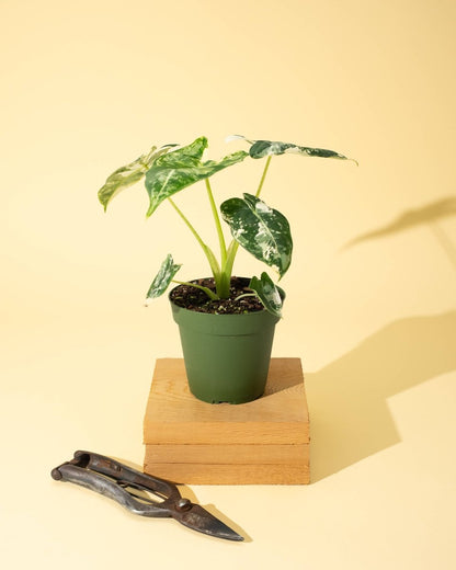  Variegated Alocasia 'Frydek' – Rare Velvet Foliage Houseplant