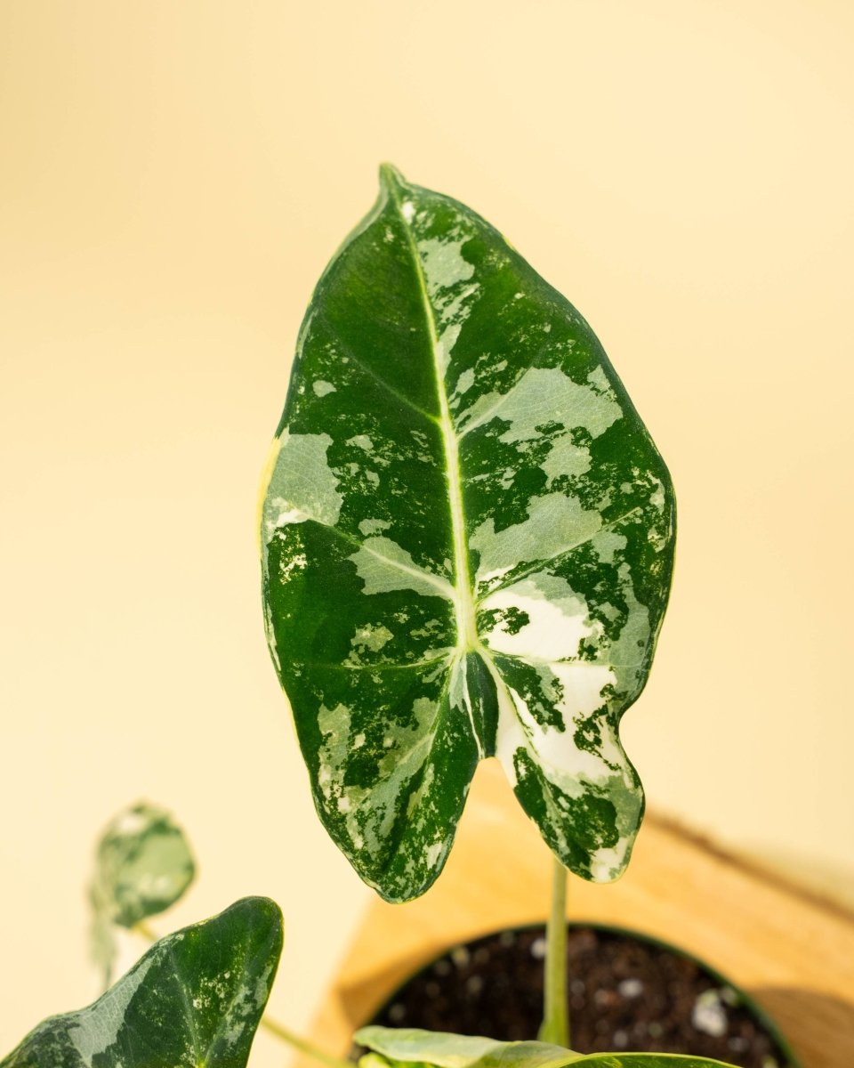  Variegated Alocasia 'Frydek' – Rare Velvet Foliage Houseplant