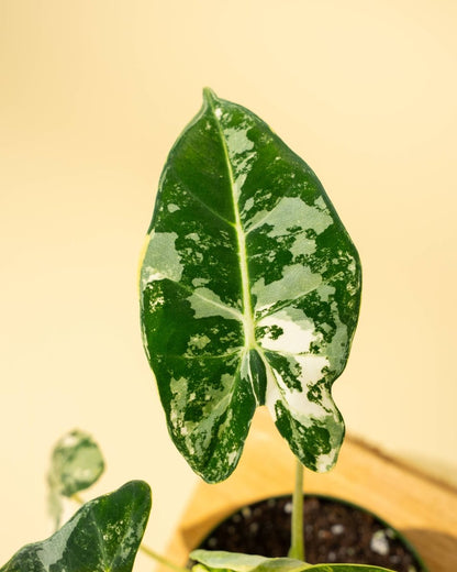  Variegated Alocasia 'Frydek' – Rare Velvet Foliage Houseplant