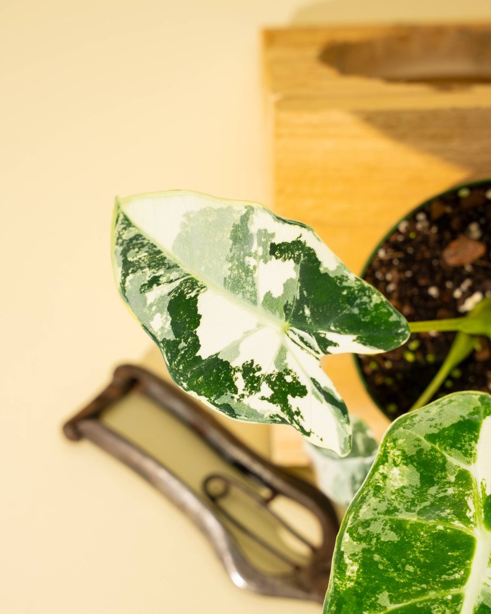  Variegated Alocasia 'Frydek' – Rare Velvet Foliage Houseplant