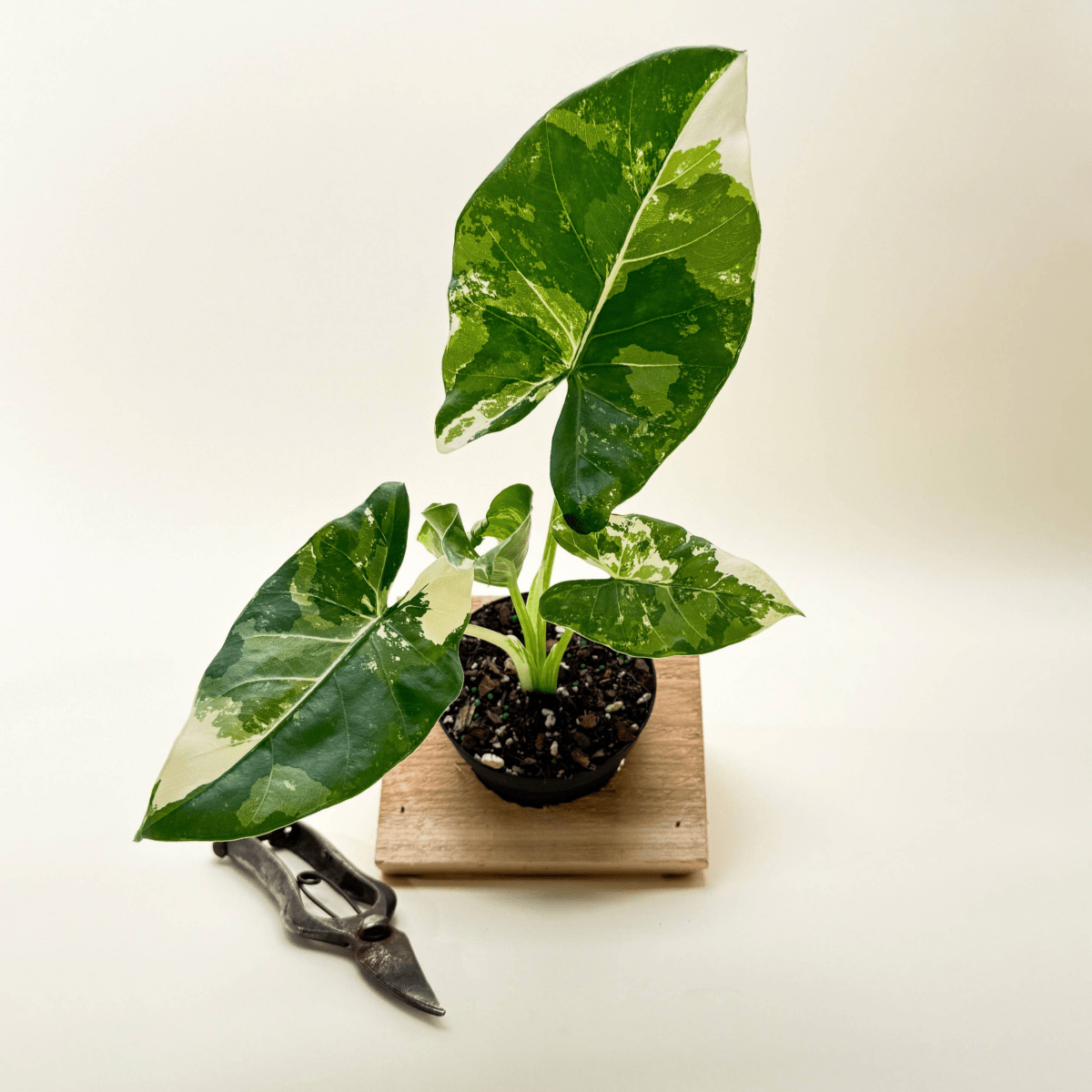  Variegated Alocasia 'Macrorrhiza' – Giant Foliage With Creamy White Marbling