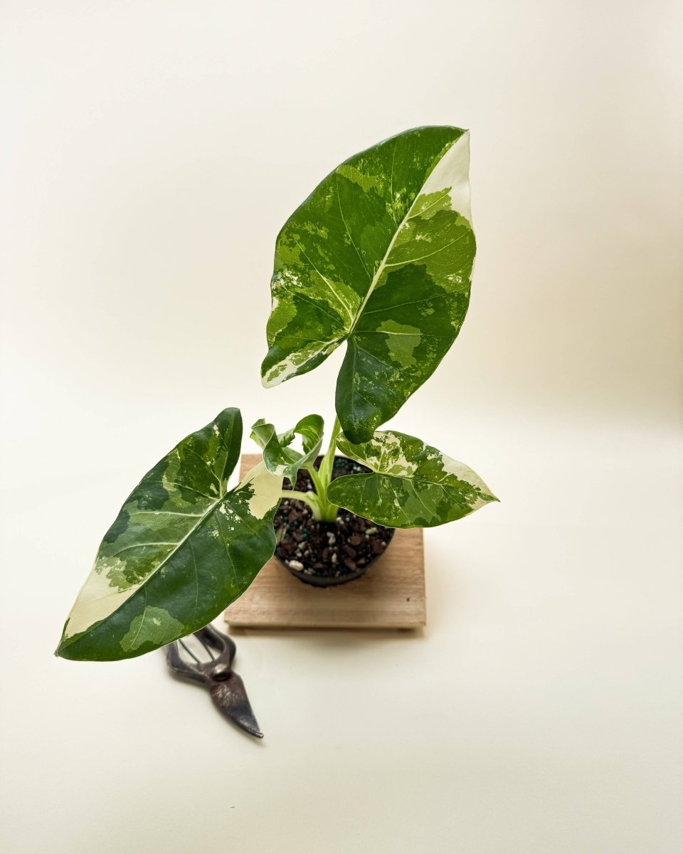  Variegated Alocasia 'Macrorrhiza' – Giant Foliage With Creamy White Marbling
