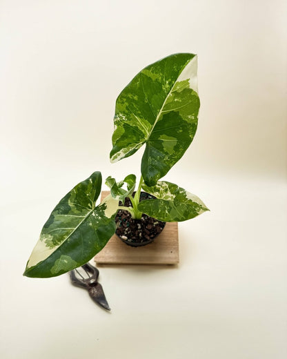  Variegated Alocasia 'Macrorrhiza' – Giant Foliage With Creamy White Marbling