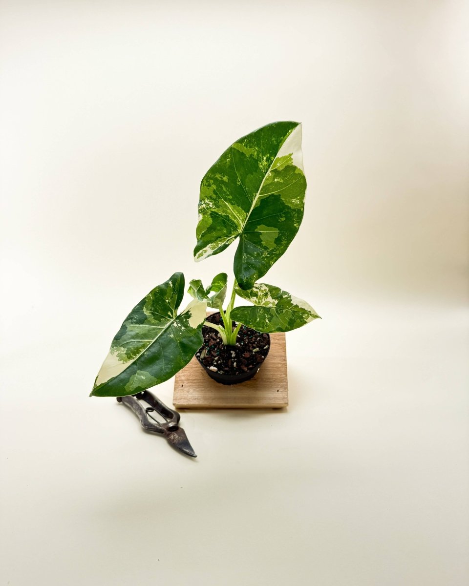  Variegated Alocasia 'Macrorrhiza' – Giant Foliage With Creamy White Marbling