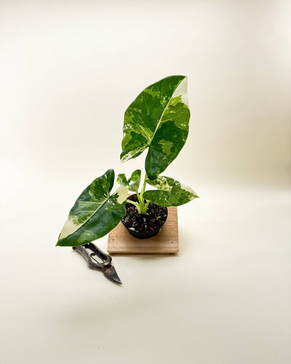  Variegated Alocasia 'Macrorrhiza' – Giant Foliage With Creamy White Marbling