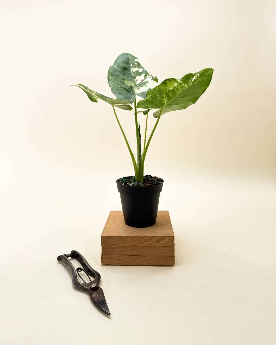  Variegated Alocasia 'Macrorrhiza' – Giant Foliage With Creamy White Marbling