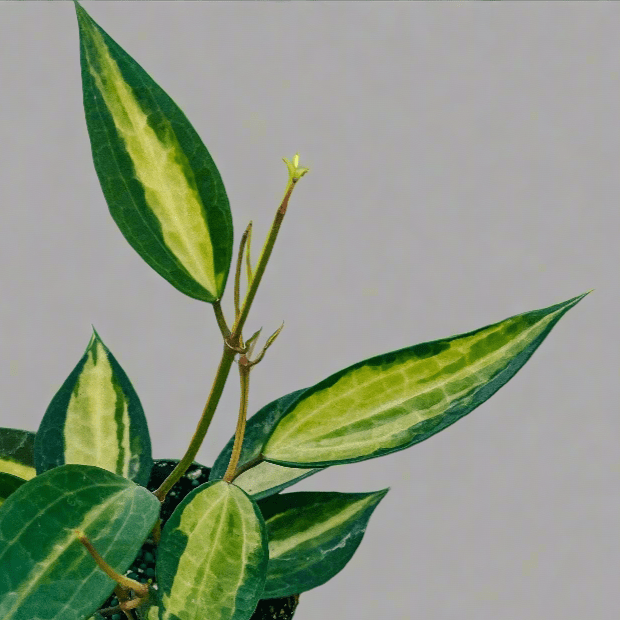  Variegated Hoya Macrophylla 'Pot Of Gold'