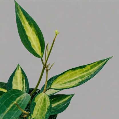  Variegated Hoya Macrophylla 'Pot Of Gold'
