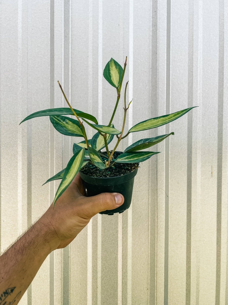  Variegated Hoya Macrophylla 'Pot Of Gold'