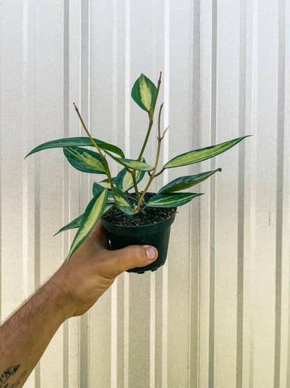  Variegated Hoya Macrophylla 'Pot Of Gold'